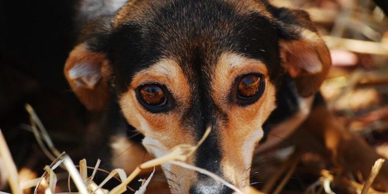 Poradnik adopcji psów Ranczo dla zwierząt