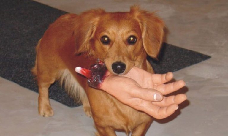 Komenda podaj lapeCCA8 przybij piaCCA8tkeCCA8