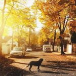 Jaki piesek do mieszkania w bloku