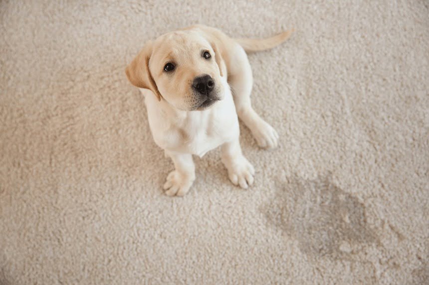 Jak nauczyć psa czystości?