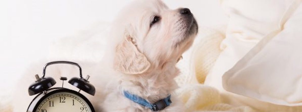 Jak nauczycCC81 psa czystosCC81ci