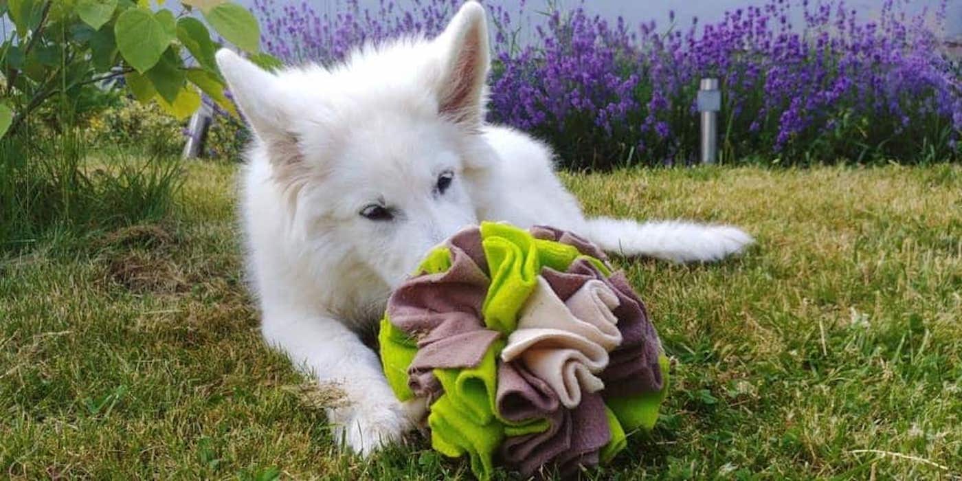 Psie instynkty u molosów Ranczo wszystko dla zwierząt 1 Psie instynkty u molosoCC81w Ranczo wszystko dla zwierzaCCA8t