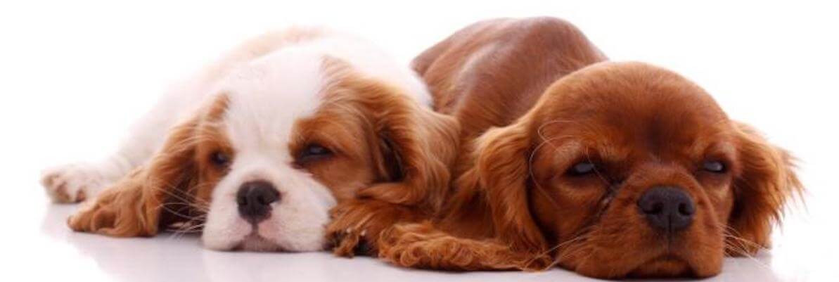 Psie Przedszkole Zabrze Grzybowice