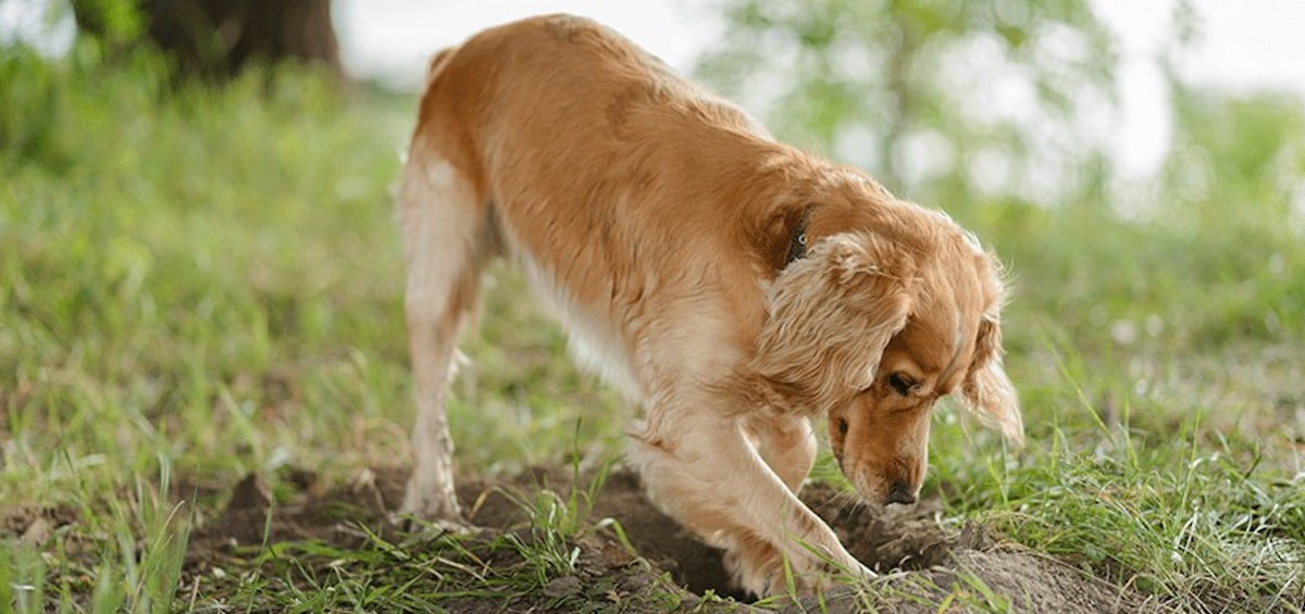 Zakopywanie kosCC81ci przez psa
