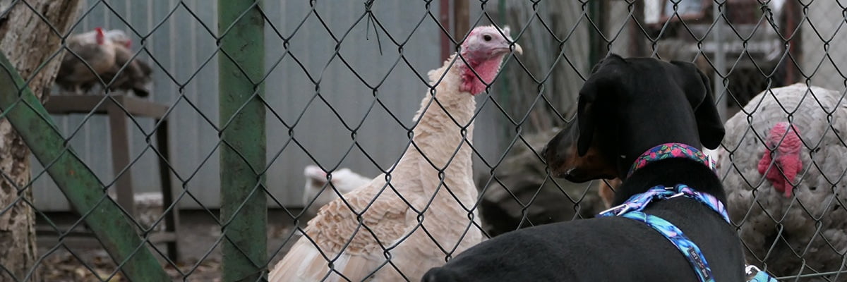 Bezpieczna socjalizacja szczeniaka w czasie pandemii